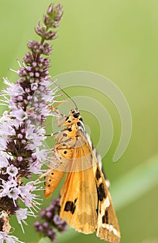 A pretty Jersey Tiger Moth Euplagia quadripunctaria f.lutescens nectaring on wild mint.