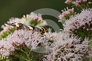 A pretty Jersey Tiger Moth, Euplagia quadripunctaria, nectaring on a flower.