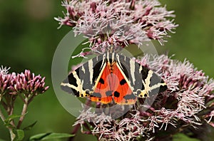 A pretty Jersey Tiger Moth, Euplagia quadripunctaria, nectaring on a pink flower.