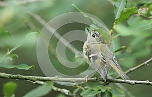 A pretty juvenile Goldcrest Regulus regulus perching on a branch in a tree.
