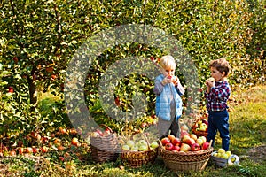 Pretty kids eat fruits at fall harvest