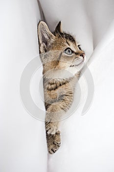 Pretty kitten British golden chinchilla ticked lying on his side