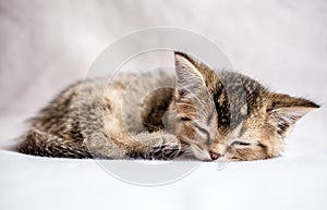 Pretty kitten British golden chinchilla ticked sweetly sleeps