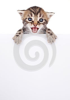 Pretty kitten peeking out of a blank sign