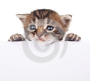 Pretty kitten peeking out of a blank sign