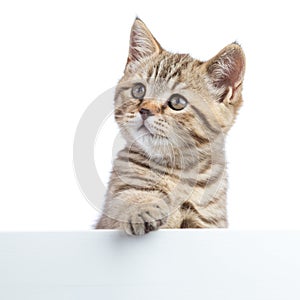 Pretty cat kitten peeking out of a blank sign, isolated on white background