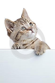 Pretty cat kitten peeking out of a blank sign, on white background