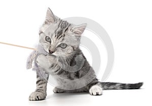 Pretty kitten playing with with a stick toy isolated on white background. British shorthair Kitty cat fun and playful.