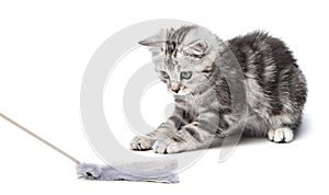 Pretty kitten playing with with a stick toy isolated on white background. British shorthair Kitty cat fun and playful.