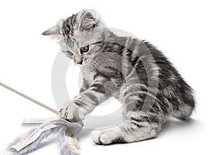 Pretty kitten playing with with a stick toy isolated on white background. British shorthair Kitty cat fun and playful.