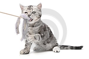 Pretty kitten playing with with a stick toy isolated on white background. British shorthair kitty cat is standing on its