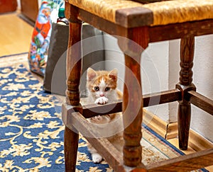 Pretty kitten standing behind stool. Red-white kitten clinging claws over an old wooden stool