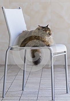 Pretty kitty cat of siberian breed, fluffy brown tabby mackerel