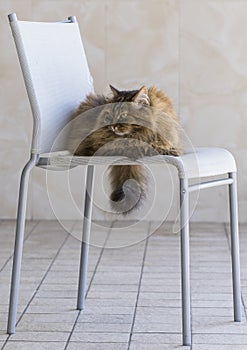 Pretty kitty cat of siberian breed, fluffy brown tabby mackerel