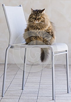Pretty kitty cat of siberian breed, fluffy brown tabby mackerel