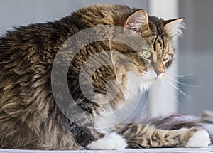 Pretty kitty cat of siberian breed, fluffy brown tabby and white