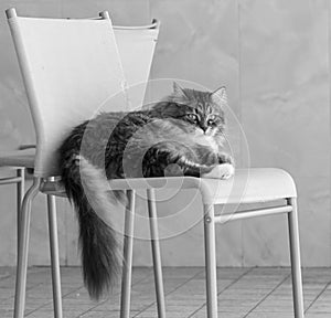 Pretty kitty cat of siberian breed, fluffy brown tabby and white