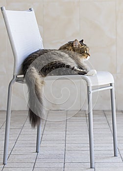 Pretty kitty cat of siberian breed, fluffy brown tabby and white