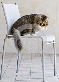 Pretty kitty cat of siberian breed, fluffy brown tabby and white