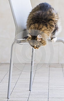 Pretty kitty cat of siberian breed, fluffy brown tabby and white