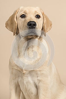 Pretty labrador retriever puppy portrait glancing away on a creme colored background