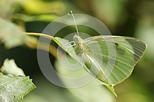 A pretty Large White Butterfly Pieris brassicae resting on a leaf at the edge of woodland.