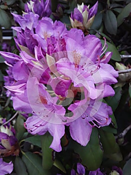 Pretty Lavender Flower in Full Bloom