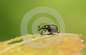 A pretty Leaf rolling weevil Byctiscus populi perching on a leaf.