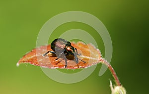 A pretty Leaf rolling weevil Byctiscus populi perching on a leaf.