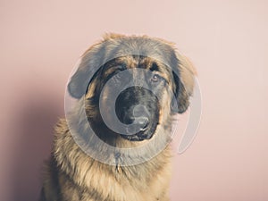 Pretty Leonberger dog against pink