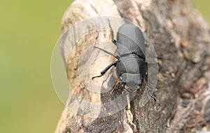 A pretty Lesser Stag Beetle, Dorcus parallelipipedus, perching on a tree stump in a  wood.