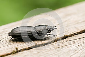 A pretty Lesser Stag Beetle Dorcus parallelipipedus perchng on a log in a wooded area.