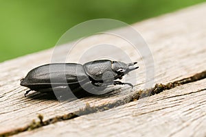A pretty Lesser Stag Beetle Dorcus parallelipipedus perchng on a log in a wooded area. photo