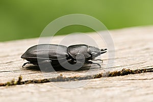 A pretty Lesser Stag Beetle Dorcus parallelipipedus perchng on a log in a wooded area. photo