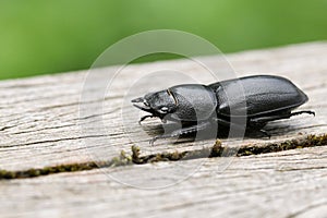 A pretty Lesser Stag Beetle Dorcus parallelipipedus perchng on a log in a wooded area. photo