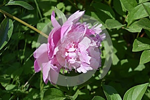 Pretty Light Pink Double Peony in Bloom