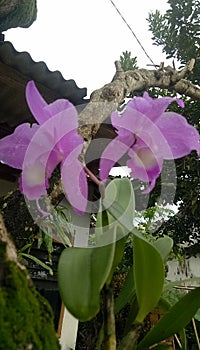 The Pretty of Lilac Orchid's photo