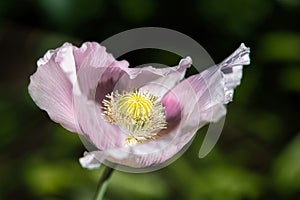 Pretty Lilac and Purple Bread seed Poppy Flower in the wind on a green spring garden. Gentle movements in the spring breeze