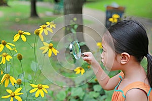 Pretty little Asian child girl with magnifying glass looks at flower in summer park