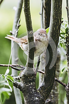 Little beige and brown bird perched on the branch of a tree
