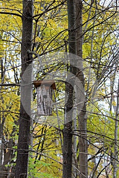Pretty little bird house hanging on tall tree, entered into the annual birdhouse competition, Ballston Spa, New York, 2018