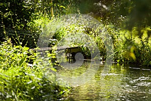 Pretty little bridge spanning a small wild stream