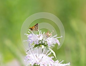 Pretty little brown butterfly sitting on top of purple flower