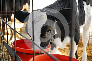 Pretty little calf eating from bucket on farm, closeup. Animal husbandry