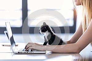 Pretty little cat looking the laptop while its owner working with him at home