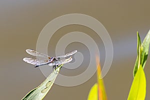 Pretty little dragonfly sitting at the edge of this blade of grass