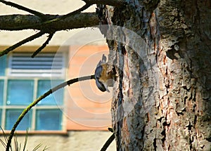 Pretty little Eurasian nuthatch climbing on the side of a tree