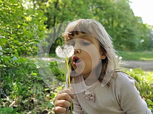 A pretty little girl draws air into her chest and blows off white fluffy dandelion seeds. A child with blond hair is dressed in a