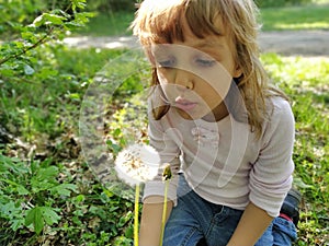 A pretty little girl draws air into her chest and blows off white fluffy dandelion seeds. A child with blond hair is dressed in a