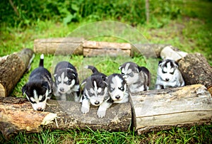 Pretty little husky puppies outdoor in the garden